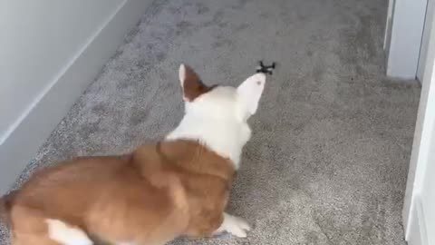 Corgi and the Drone