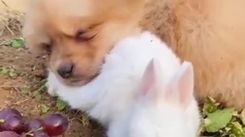 Puppy Hugging His Bunny Friend Is the Sweetest Thing Ever