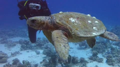 Mesmerizing Beautiful underwater world of the Red Sea