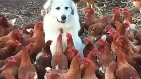 dog attacked by chickens