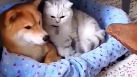 OMG These Cats Are So Cute And Beautiful | Viral Cat