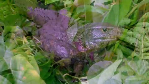 Caiman lizard is a mystery to researchers and scientists