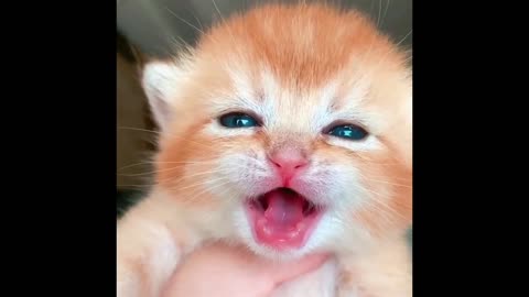 Cat crying 😭 funny and cute cat 😺