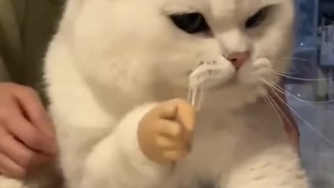 Funny cat videos