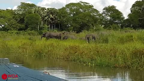 Mother Elephant Save Baby From Crocodile