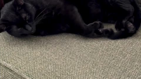 Cute Precious Piper Loves the Lobby Chair - Adopting a Cat from a Shelter Vlog #shorts