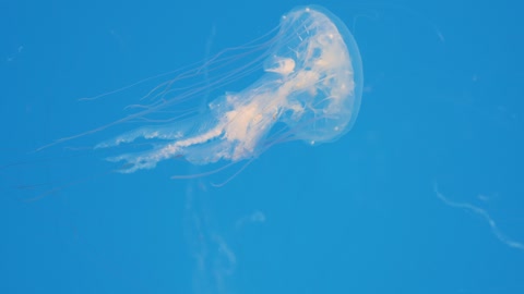 Amazing Aquatic Animal !! Look How Jelly Fish Swims In Ocean.