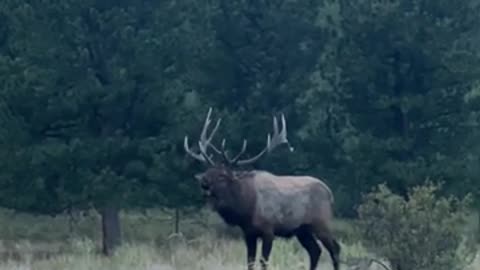 Elk Screaming at Rocky Mountain National Park