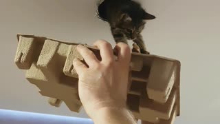 Kitty Gets Back into House Through Ventilation Duct