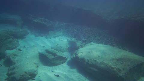 Seals to the Sea of Hawaii