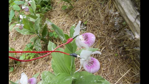 Double Flower Showy Lady Slipper Wisdom is playing your Song June 2020