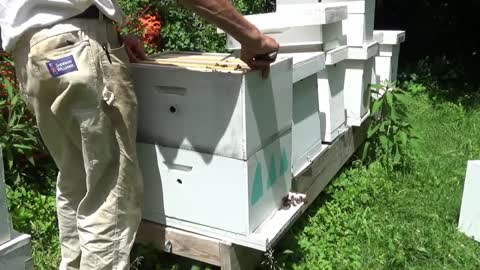 Weekly Beginners Bee Keeping Series (week 9)