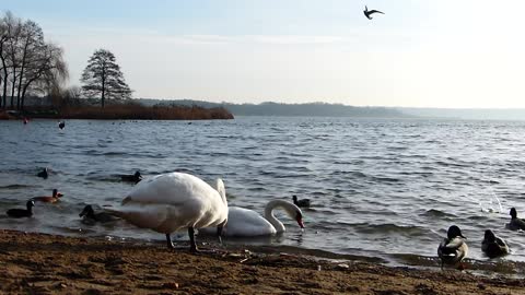 Pelicans on the beach