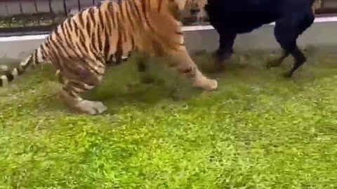 Tiger vs Bull dogs fight fun 😊