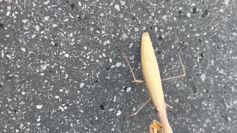 Praying Mantis