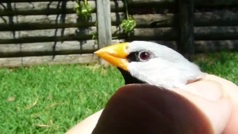 Finch With Opaque Yellow Eye Problem