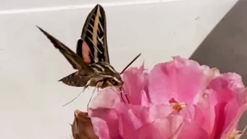 Beautiful Sphinx Moth enjoys a desert cactus flower