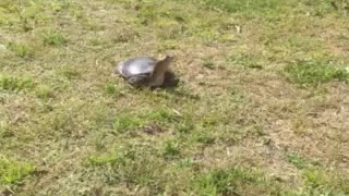 Soft shell freshwater turtle preparing to lay eggs