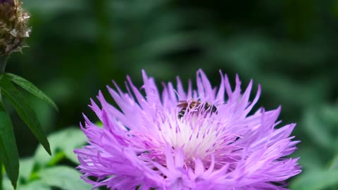 Bee on a Spring Blooming Flower close up