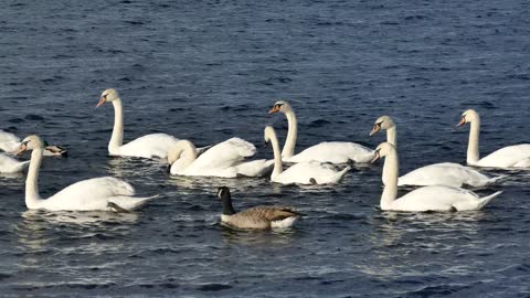 Psychological comfort white ducks floating in the water