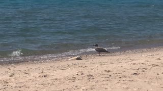 Birds of Nature: Seagull Clip