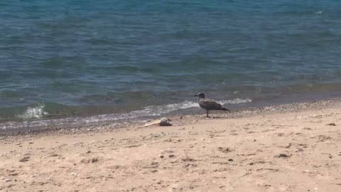 Birds of Nature: Seagull Clip