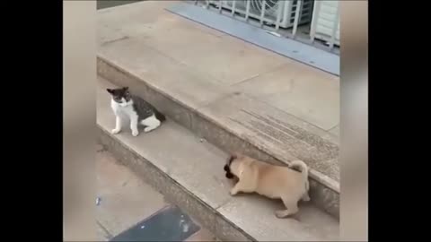 Cat and Dog Funny Playtime