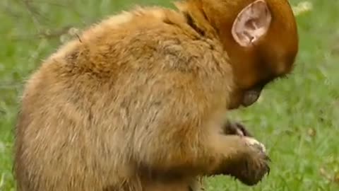 Amazing monkey video