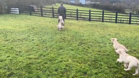 Husky Reacts to A Litter Of Golden Retriever Puppies