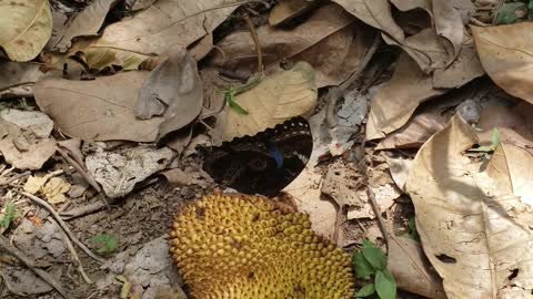 Morpho blue butterfly eating fruit, blue is a rare color in nature!