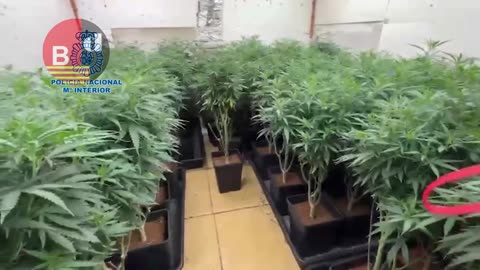 Desmantelan una plantación de marihuana en un club de alterne abandonado