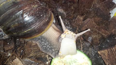 The Snail Achatina