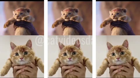 Cute Cat Video | Lion King Movie Scene