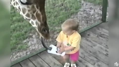 Funny animals and kids videos