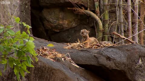 Mother Tiger Learns to Care for Cubs | David Attenborough | Tiger Spy in the Jungle | BBC Earth