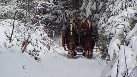 Christmas Winter Wonderland - How animals survive the winter