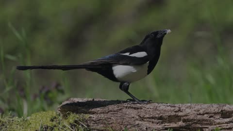 The Magpie: Close Up HD Footage ((Pica pica)