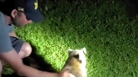 Saving a raccoon from choking is peak White people things