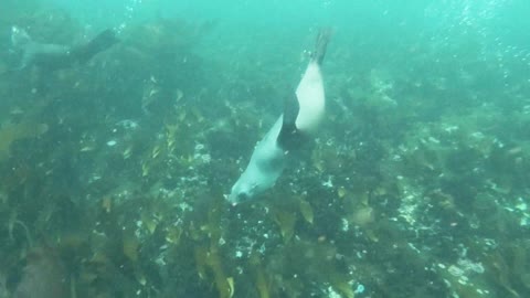 Group of Sea Lions Swimming in the ocean