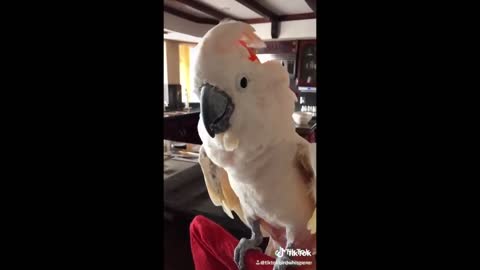 Cute funny parrots talking.