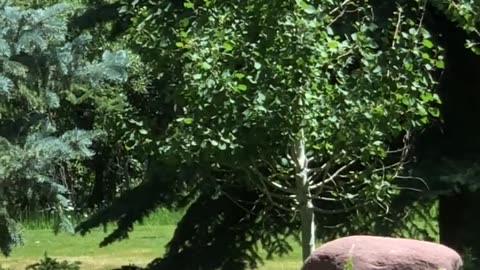 Playful Bear Cubs Swim in Backyard Pond