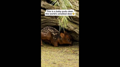 World's Smallest Deer😊😇