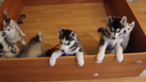 Siberian Husky Puppies