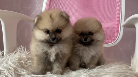 cute little dogs