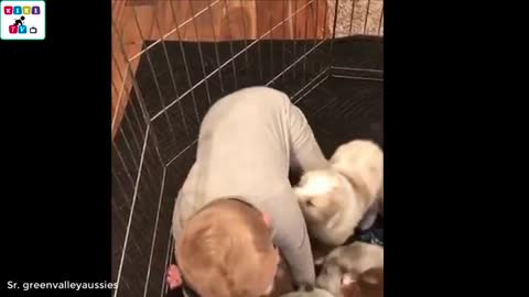 Cute dog - The dog's reaction to the baby for the first time