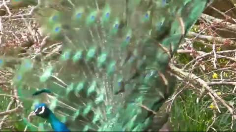 Peacock mating