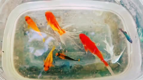 finding colourful ornamental fish koi fish Koki fish catfish betta fish Molly fish, Fish video