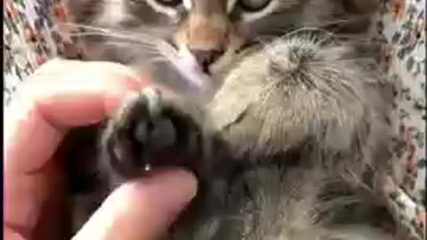 funny cat videos brain freeze