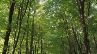 15 Beautiful Nature Stock Footage Royalty-Free