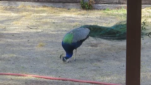 Peacock Eating